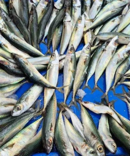 Karadeniz'de hamsi yerini istavrite bıraktı