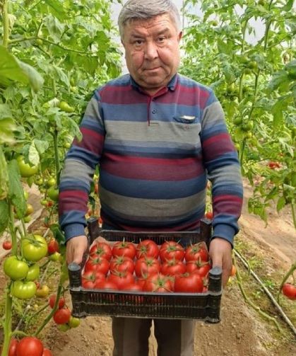 Simav'da yetişen 'coğrafi işaretli' Eynal domatesi pazarlarda ilgi görüyor