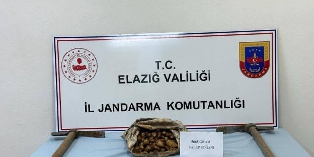 Salep soğanı toplayan şahıs suçüstü yakalandı