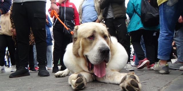 Devasa cüssesiyle ilgi odağı olan köpeği görenler şaştı kaldı