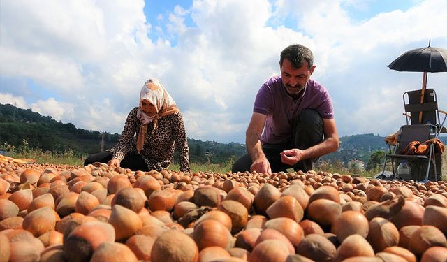 Fındık üreticilerinin zorlu kurutma mesaisi