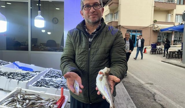 Karadeniz'de 300 gramlık mezgit yakalandı