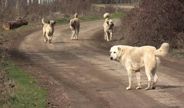 Romanya'da son üç yılda 64 bin köpek itlaf edildi