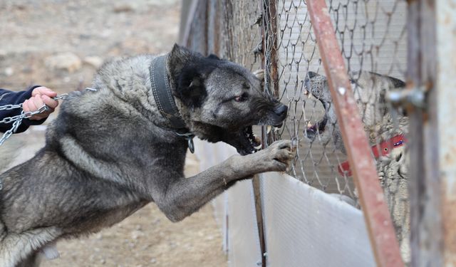 Kangal köpekleri sınır güvenliğinde kullanılabilir mi?