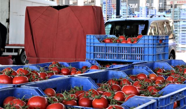 Antalya’da domates miktarı da fiyatı da arttı
