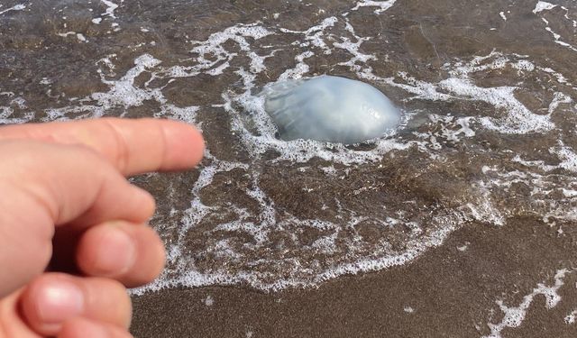 Mersin'de sahiller yeniden denizanası ile doldu