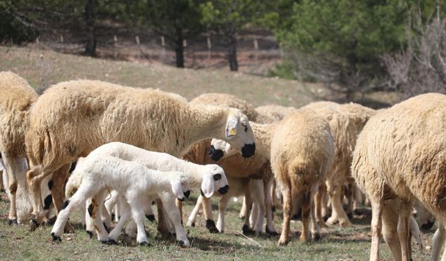 Süt kuzuları onlarca koyun arasında annelerini nasıl tanıyor?