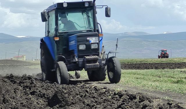Ardahan'da ata tohumu buğday ve arpa tohumları toprakla buluşturuluyor
