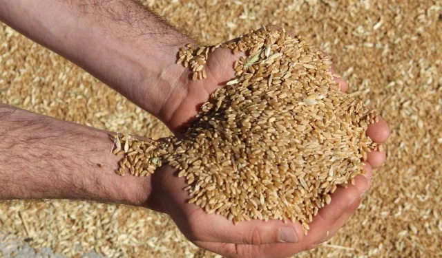 Açıklanan buğday fiyatı beklentileri karşılamadı