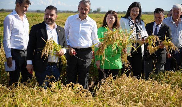 Edirne'de tarıma üç yeni pirinç çeşidi kazandırıldı