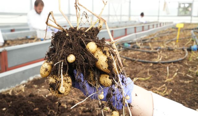 Çiftçilerin beklentisine uygun yerli ve milli patates çeşitleri geliştiriliyor