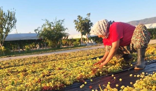 Üzüm üreticilerinin gözü kulağı meteorolojide