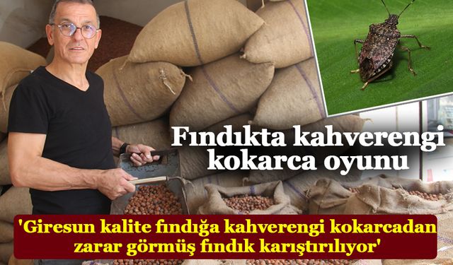 Fındıkta kahverengi kokarca oyunu