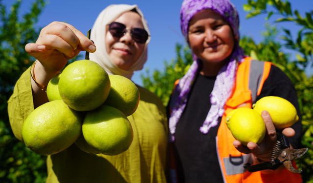 Yılda 1 milyon tondan fazla üretiliyor: Limonun başkentinde hasat başladı