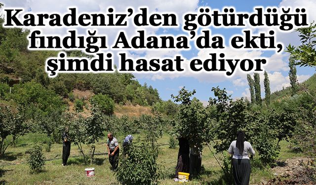 Karadeniz’den götürdüğü fındığı Adana’da ekti, şimdi hasat ediyor