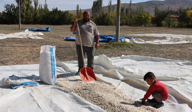 Tüccarın fırsatçılığı çiftçiyi nasıl mağdur ediyor, anlatalım!