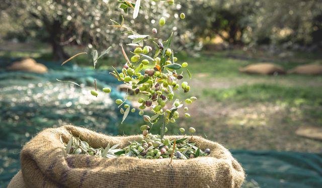 Sofralık zeytin ihracatında tarihi rekor