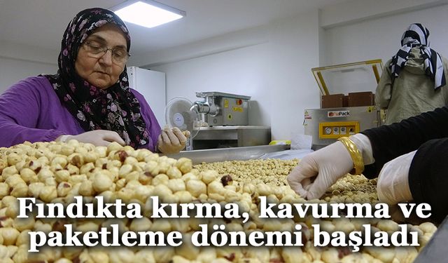 Fındıkta hasat ve kurutma bitti; kırma, kavurma ve paketleme dönemi başladı