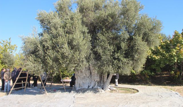 Bin 300 yıllık zeytin ağacından hasat yapıldı