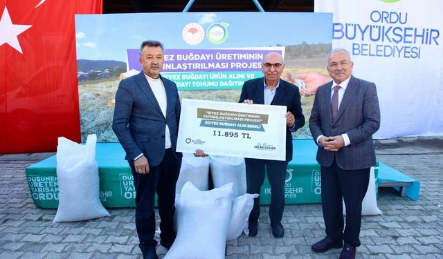 Ordu Büyükşehir Belediyesi siyez buğdayı alımlarına başladı