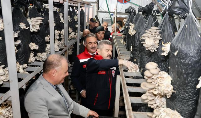 Artvin'de atıl kalan tünel mantar üretim merkezi oldu