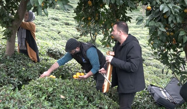 Mandalinayı kemençe eşliğinde hasat ettiler