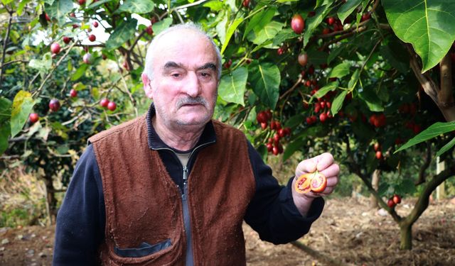 Güney Amerika'nın Tropikal Meyvesi Tamarillo, Rize'de 'Ağaç Domatesi'ne Dönüştü