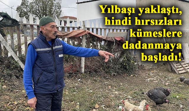 Yılbaşı yaklaşırken, hindi hırsızları kümeslere dadanmaya başladı!