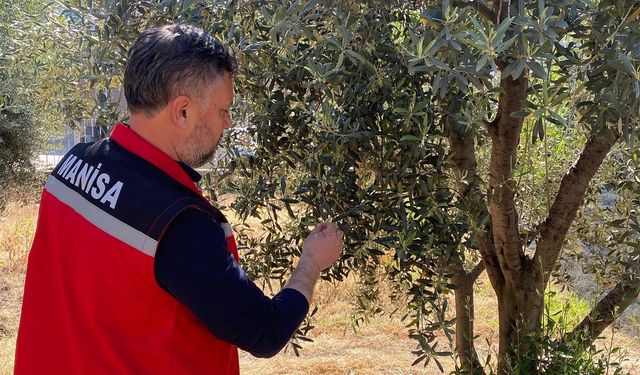 Zeytin üreticilerine 'Pamuklu bit' uyarısı