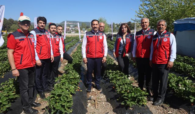 Yayladağı Çileğinde Hasat Coşkusu: Rekolte Beklentisi 9 Bin 300 Ton