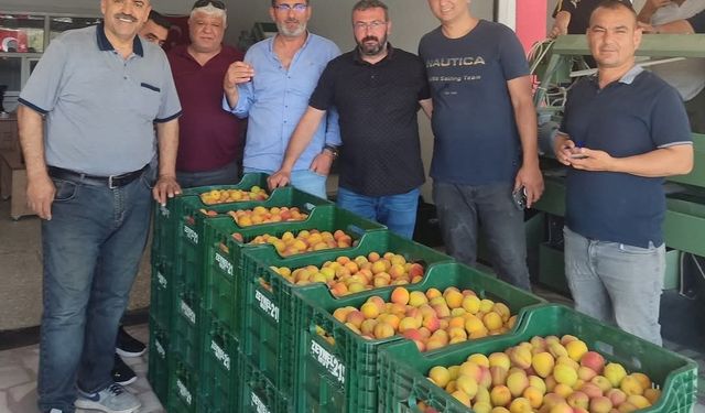 Kayısı Hasadı Başladı: İlk Ürün 500 TL’den Alıcı Buldu