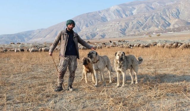 Erzincan’da Besicilerin Çoban Sıkıntısı: 100 Bin Liraya Çoban Bulamıyorlar