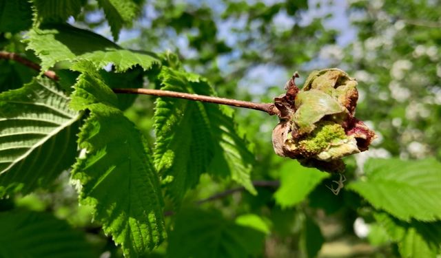 Fındıkta Kozalak Akarı ile Mücadelede Kritik Dönem Başladı