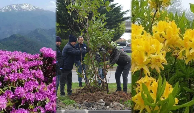 Giresun mor ve sarı güllerle donatılıyor
