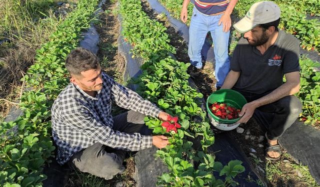 Sason’da Organik Çilek Hasadı Başladı: 400 Aileye Geçim Kapısı Oldu