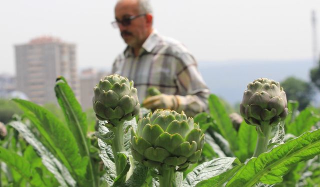 Hasanağa Enginarı Hem Verimiyle Hem Fiyatıyla Yüz Güldürüyor