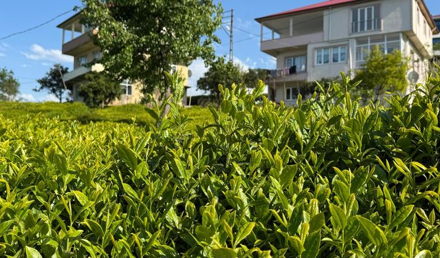 Açıklanan çay taban fiyatı Rizelileri böldü