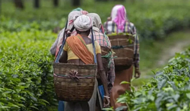 Yaş çay bedeli 2025 yılı için 25,44 TL olarak belirlendi