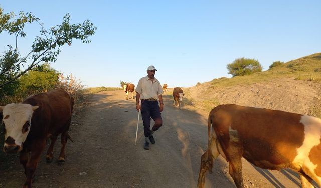 Yozgatlı Besiciler Çoban Bulmakta Zorlanıyor: “Bu Şartlarda Hayvancılık Yapmak Çok Zor”