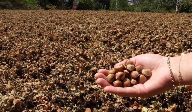 Rekolte düşüklüğü fındık fiyatlarını yükseltti