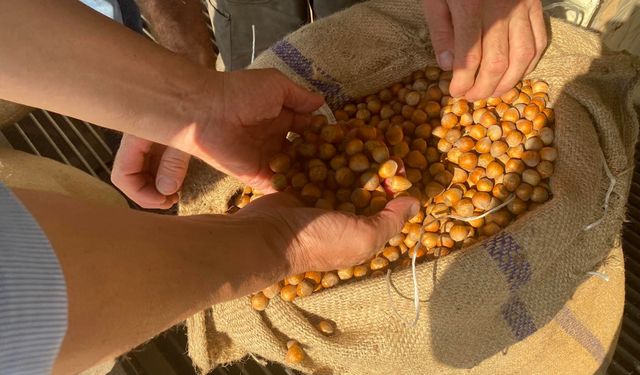 Giresun’da Fındık Hasadında Son Dönemeç: Fiyatlar 270 Lira Seviyesinde