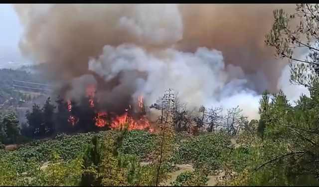 Devletin tüm kurumları Bursa yangını için seferber oldu