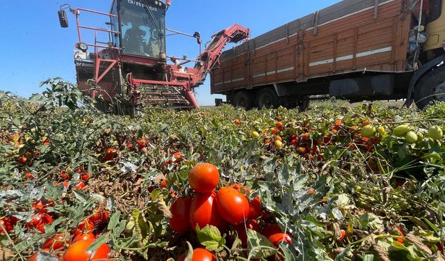 Çiftçi Yine Zor Durumda: Dengesiz Üretim ve Kuraklık Gelirleri Düşürdü