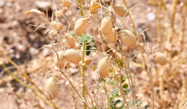 Kırşehir'de hasat tamamladı, çiftçi istediği rekolteye ulaşamadı
