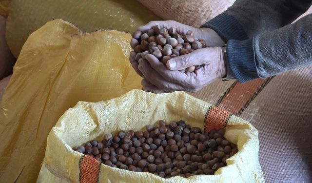 Ordu’da Fındık Fiyatları Rekor Kırdı: 300 Liraya Ulaştı