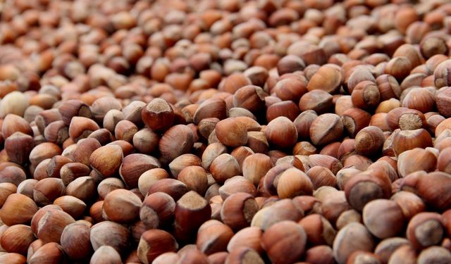 Türkiye’den Fındık İhracatında Rekor Gelir: 2,5 Milyar Dolar