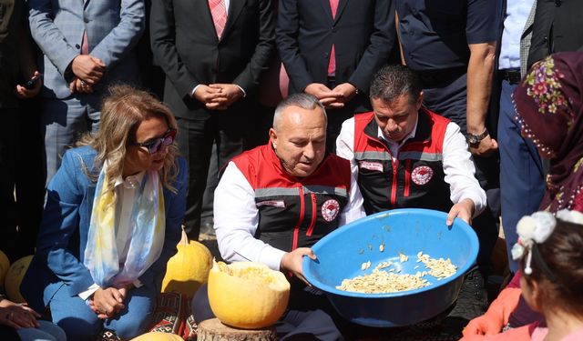 Faydası saymakla bitmez! Kabak çekirdeği hasadı başladı...