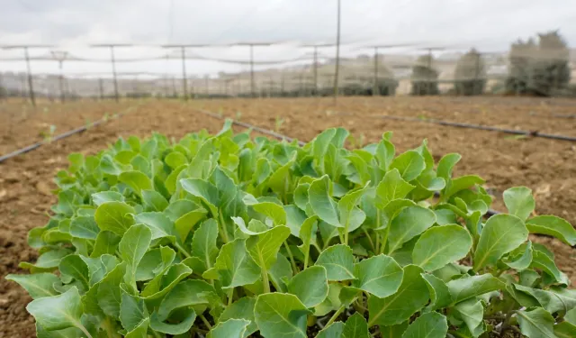 İstanbul Beylikdüzü'nde kışlık fideler toprakla buluştu