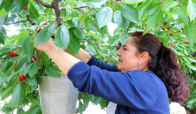 Tokat'ın özel kirazı ürün vermedi, 5 milyon dolarlık kayıp yaşandı