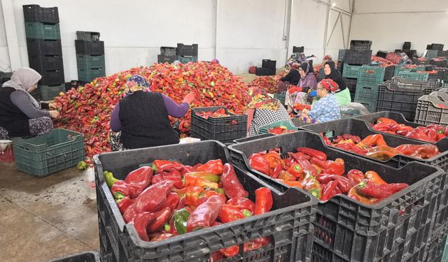 Hollanda'nın biber salçasını İnegöllü kadınlar üretiyor